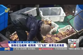 青岛胶州湾海星泛滥，专吃牡蛎和蛤蜊，外地客商“打飞的”来购买视频封面