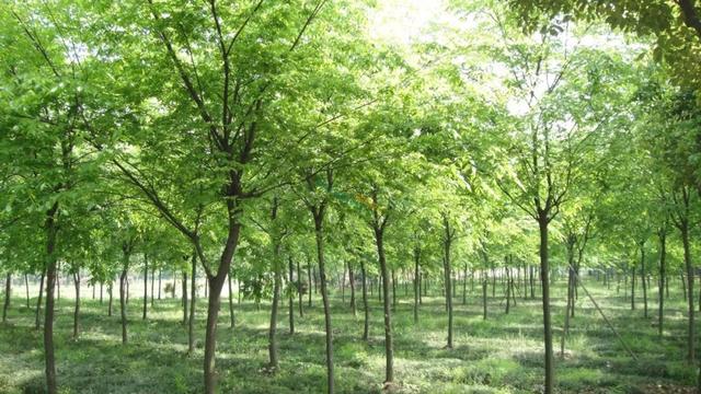 榉栎栾椴楸桕桧楝柊……这些生僻字原来都在吾俚身边