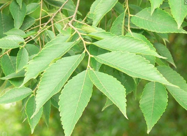 榉栎栾椴楸桕桧楝柊……这些生僻字你都认识吗？