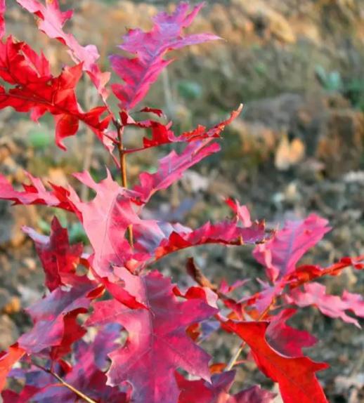 榉栎栾椴楸桕桧楝柊……这些生僻字你都认识吗？