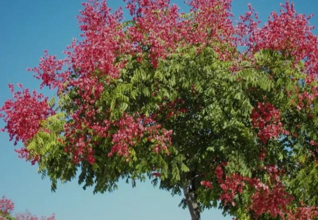 榉栎栾椴楸桕桧楝柊……这些生僻字你都认识吗？