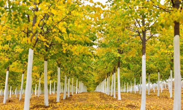 榉栎栾椴楸桕桧楝柊……这些生僻字你都认识吗？