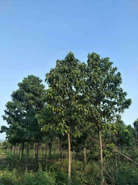 榉栎栾椴楸桕桧楝柊……这些生僻字你都认识吗？