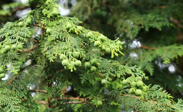 榉栎栾椴楸桕桧楝柊……这些生僻字你都认识吗？