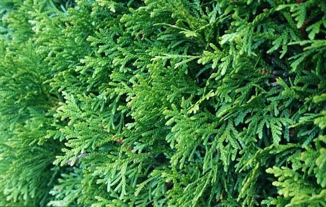 榉栎栾椴楸桕桧楝柊……这些生僻字你都认识吗？