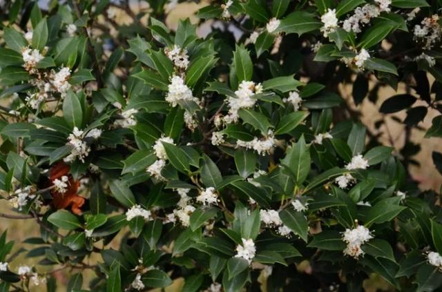 榉栎栾椴楸桕桧楝柊……这些生僻字你都认识吗？