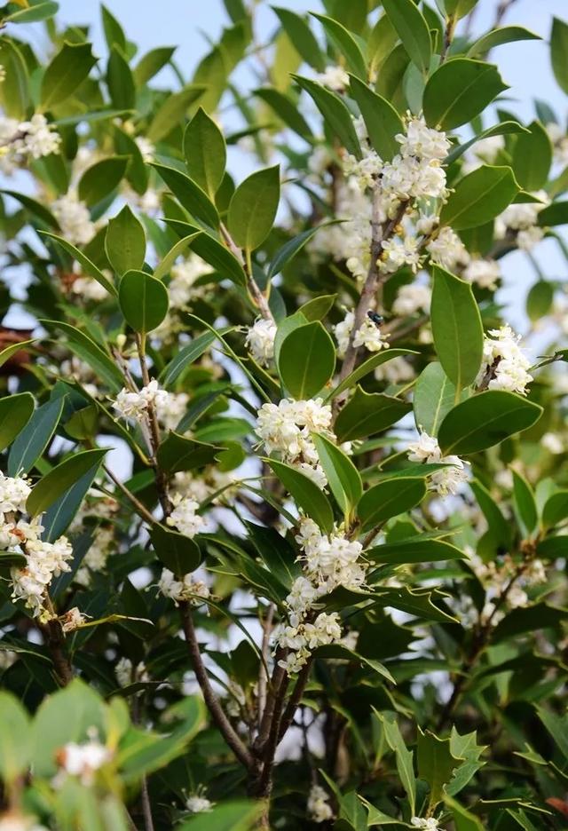 榉栎栾椴楸桕桧楝柊……这些生僻字你都认识吗？