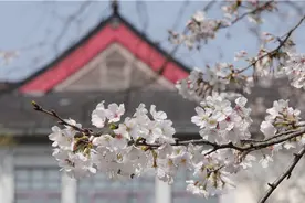 南林樱花灿若云霞！校友师生演绎“春之序曲”图片