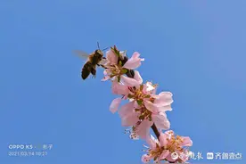 蜜蜂飞舞采花忙！济宁凤凰台植物公园仙桃花开美美哒图片
