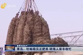 青岛3万多亩牡蛎扇贝喜获丰收，个大肉肥，养殖户年收入二三十万视频封面