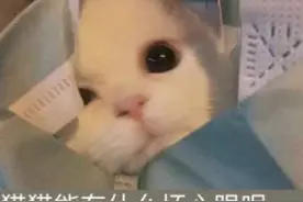 深圳宠物猫高空抛物砸坏车猫主担责 猫主：我家小猫咪不是故意的图片