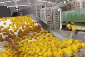 315暗访｜沃柑浸抑菌药保鲜背后：被忽视的“安全间隔期”图片