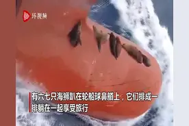 澳大利亚一群海狮不想游泳 跳上轮船前端搭便车图片