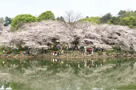 长沙也有粉色浪漫！湖南省植物园染井吉野樱盛放，最佳赏花期将持续半个月图片