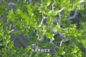 “大上海”有个小而美的“黄杨村”图片