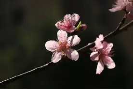 自然散步｜没有俗气的桃花，只有俗气的人图片
