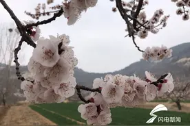 泰安市宁阳县：山里杏花朵朵开图片