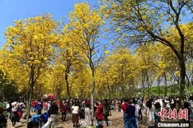 福州：黄花风铃木盛开 成网红打卡地图片