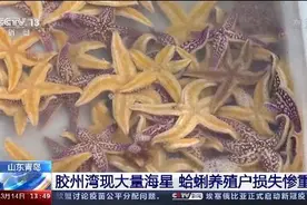 “派大星”泛滥成灾，捕捞用上“绝户网”，一上岸就被抢购一空图片