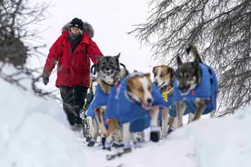 美国举行艾迪塔罗德狗拉雪橇比赛图片