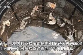 澳大利亚鼠患严重 妇女发现数十只老鼠死在居民水箱中图片