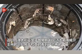 澳大利亚鼠患严重 妇女发现数十只老鼠死在居民水箱中图片