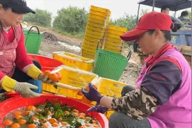 “果农不吃”的泡药沃柑，到底有多大危害必须弄清楚图片