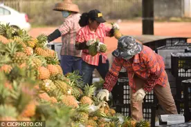 海南菠萝大批上市图片