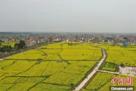 江西抚州万亩油菜花绽放 游客花海尽享春光图片