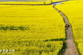 安徽阜南：蒙洼湿地万亩油菜花成网红打卡地图片