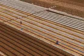 东莞这里种的特产放8个月不会腐烂，亲戚回来都要带点当手信图片