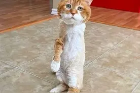 3条腿的流浪橘猫遇到一个孤独老人，从此进入了爱的循环…图片