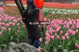心疼！郁金香都被踩坏了！杭州太子湾受伤了！公园赏花，请脚下留情啊图片