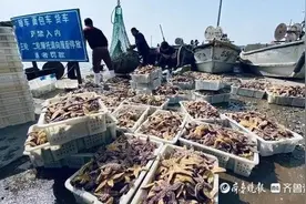 海星泛滥“成灾”？变了！收购商在码头苦等，价格上涨还要提前预订图片
