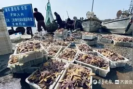 海星泛滥“成灾”？变了！收购商在码头苦等，价格上涨还要提前预订图片