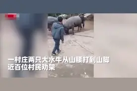 贵州俩水牛从山腰打到山脚，近百位村民劝架拉不开，网友调侃：牛脾气图片