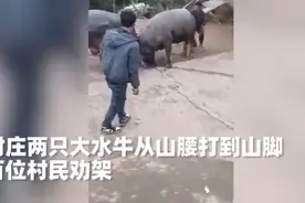 贵州俩水牛从山腰打到山脚，近百位村民劝架拉不开，网友调侃：牛脾气图片