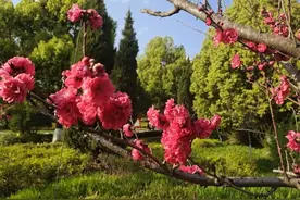 龙潭公园 又见花枝俏图片