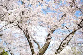 最美樱花季即将开启！染井吉野樱本周末进入初花期，下周盛开图片