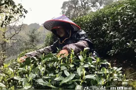 是采春茶也是采生计！雨天跟着杭州采茶工上山，就一会儿裤子全湿透图片