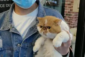 3万元加菲猫因长得太萌被人偷走！晃动的马夹袋提供了线索……图片
