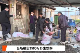 上海崇明查获一非法捕捞野生螺蛳团伙！缴获3500斤图片