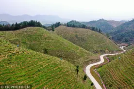 湖北通山：千亩荒山变茶园图片