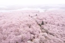 仙境！贵州安顺万亩樱花盛放图片