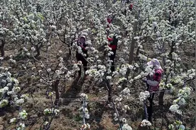 泰安新泰市新甫街道开启现代化西部新城建设新征程图片