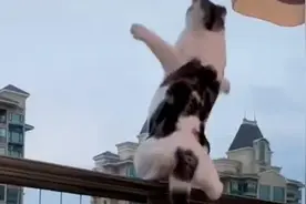 猫猫能看见玻璃吗？玻璃擦得太干净是什么体验视频封面