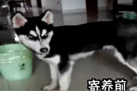 二哈寄养撞上“孪生兄弟”惨遭剃毛 宠物店：美容师大意了图片