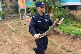 珠海金湾路边惊现2米长蟒蛇！他冲了上去……图片