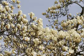 800岁“玉兰花王”繁花如雪图片