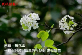 花开如雪！南京梅花山上这棵百年古梨树开花了图片